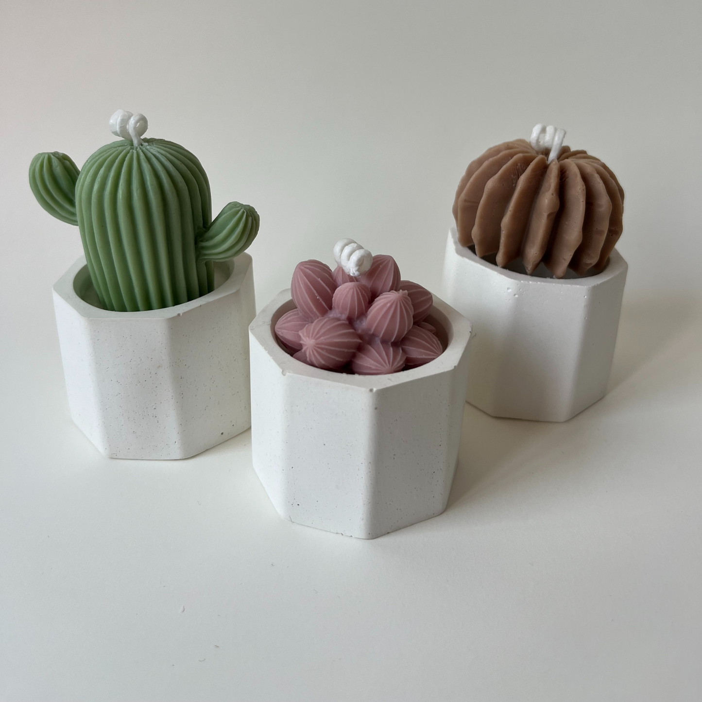 Pack mini suculentas