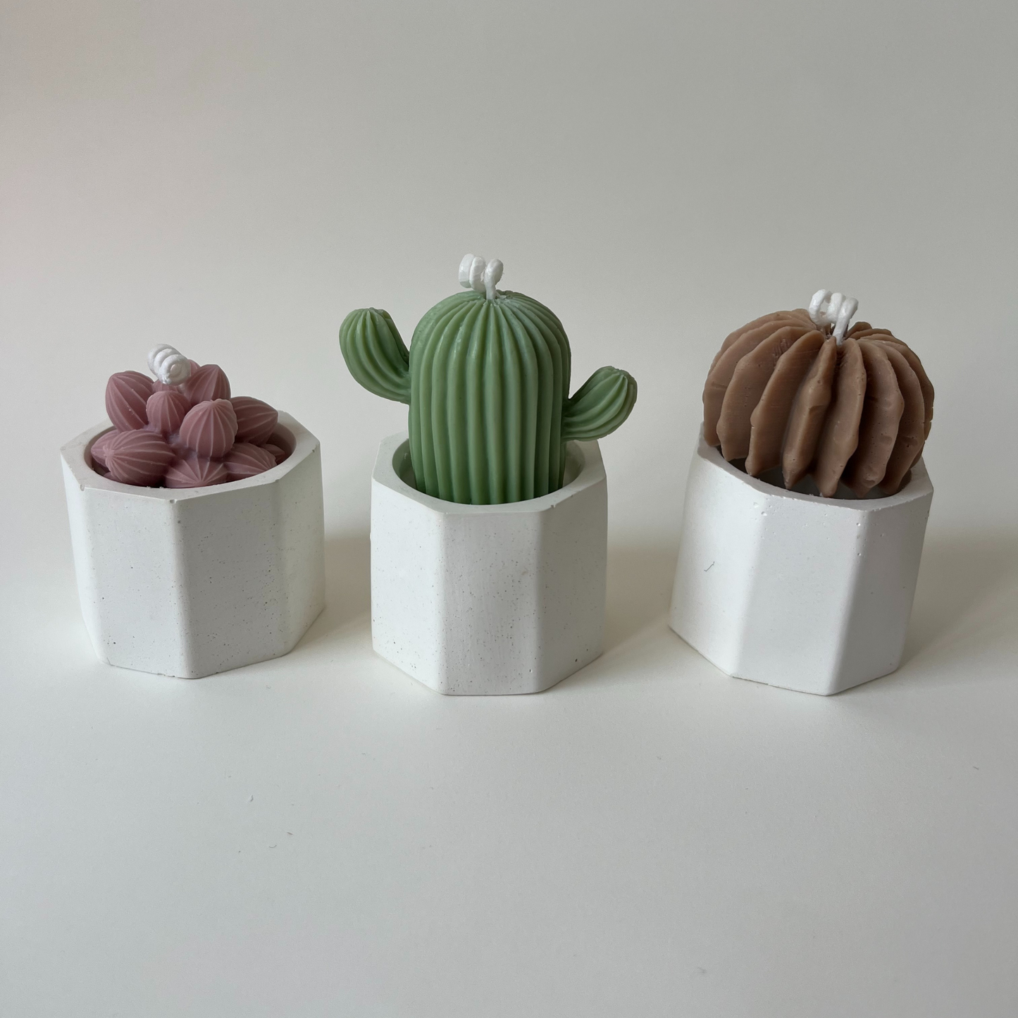 Pack mini suculentas