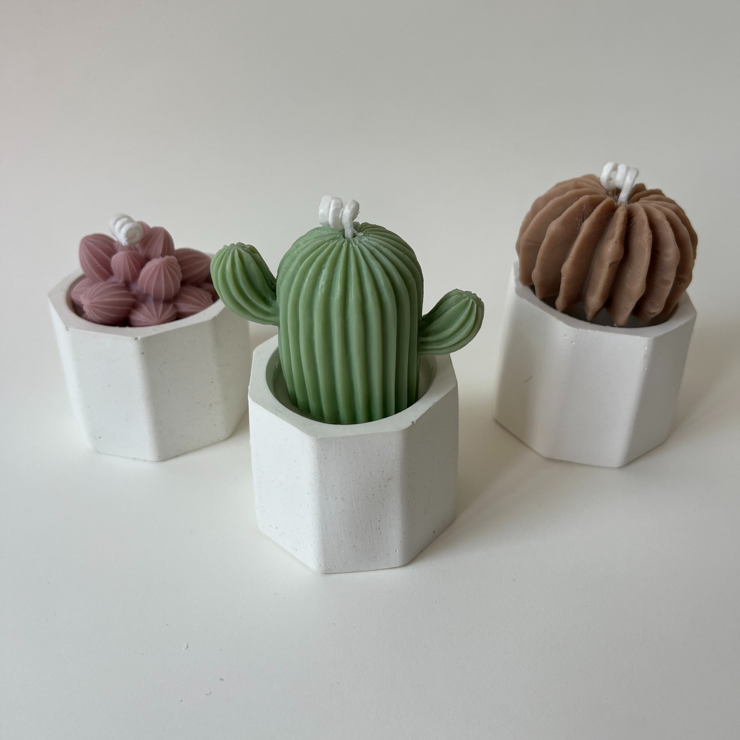 Pack mini suculentas